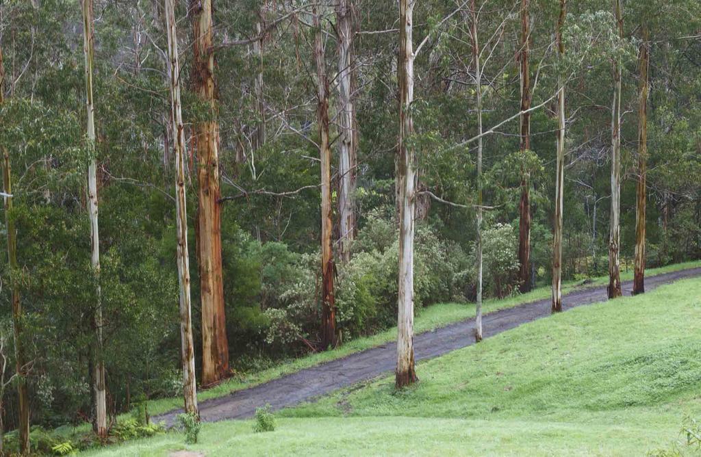 Tall Trees Eco Retreat - Blackwood Cottage Apollo Bay Luaran gambar