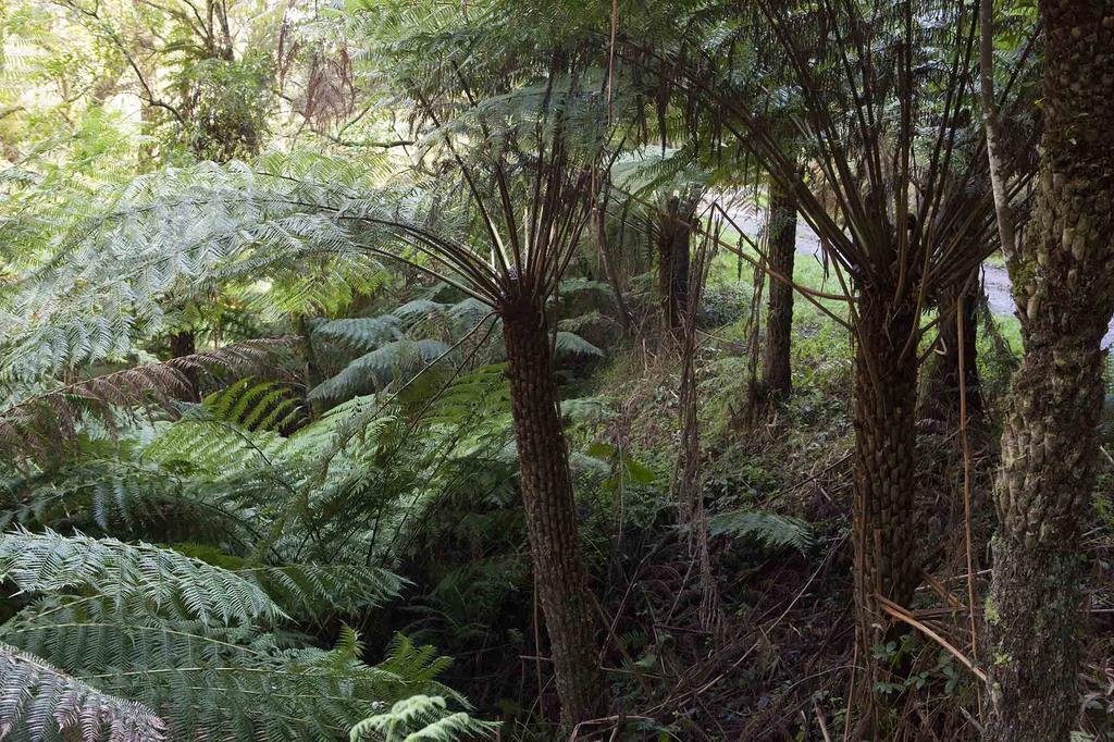 Tall Trees Eco Retreat - Blackwood Cottage Apollo Bay Luaran gambar